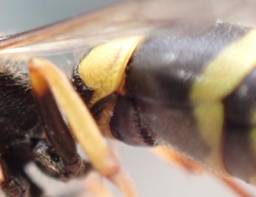 Réf. 334 304 : Ancistrocerus claripennis